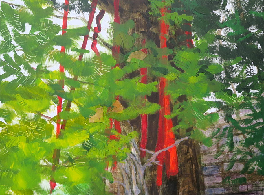 Gingko Biloba de 2000 ans